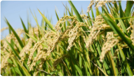 “小粒种”破解杂交水稻产业化之困